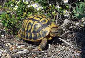 Man asks thieves to return 93-year-old tortoise