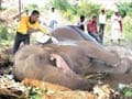 Handlers abandon injured elephant by the roadside