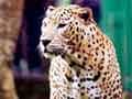 Leopard on prowl in Ooty