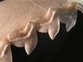 Fossilised shark teeth found in Narmada valley