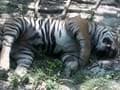 Three tigers found dead in three days in Uttar Pradesh