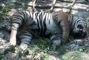 Three tigers found dead in three days in Uttar Pradesh