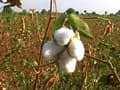 Low Prices, Erratic Monsoon Boost Cotton Imports