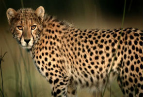 Supreme Court stops government from importing cheetahs from Namibia