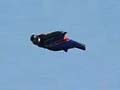 Don't try this at home. He leapt 2400 ft from plane without parachute