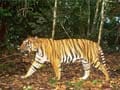 Delhi hosts global meet on tigers; concern expressed over poaching