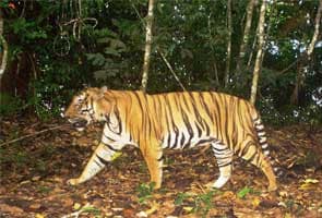 Delhi hosts global meet on tigers; concern expressed over poaching