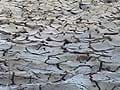 Drought-like situation looming large over Vidarbha
