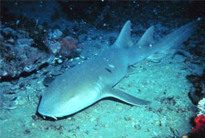 This vegetarian shark prefers celery to fish