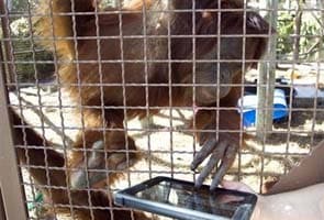 Orangutans at zoo use iPads, but their parents won't