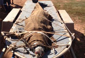 Croc caught in Australia after eating nine dogs