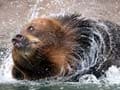 Bear attacks man in hot tub at a ski resort