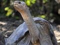 World loses giant tortoise species with death of Lonesome George