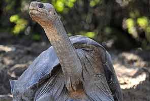 World loses giant tortoise species with death of Lonesome George