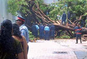 Torrential rains knock down tree, woman killed