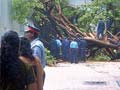 Torrential rains knock down tree, woman killed