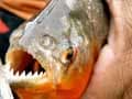 Father finds toddler's missing fingertip inside pet piranha