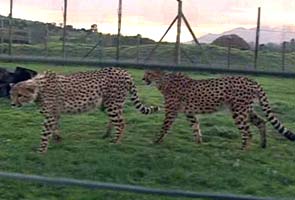 Baby cheetahs who escaped zoo follow mother's cries to return 