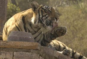 Four more tiger sanctuaries in Maharashtra