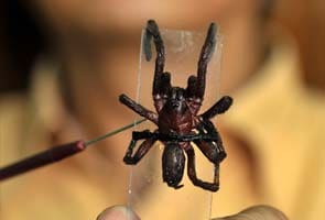 Giant hairy spiders spark panic in Assam