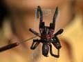 Giant hairy spiders spark panic in Assam