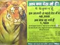 36 tiger deaths in 2 years: How well protected are our tiger reserves