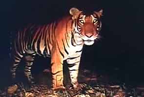 Tiger census underway at Sathyamangalam