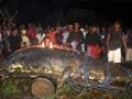 Guinness World Records: Philippines killer crocodile is largest in captivity