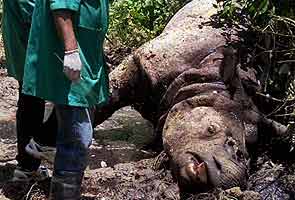 Assam flood: Over 500 animals dead in Kaziranga