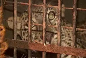 Leopard kept at District Collector's home to 'entertain' people