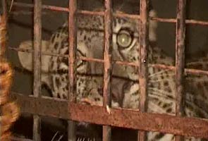 Leopard kept at District Collector's home to 'entertain' people