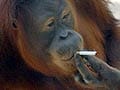 Indonesian orangutan addicted to cigarettes will be forced to quit