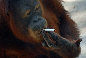 Indonesian orangutan addicted to cigarettes will be forced to quit