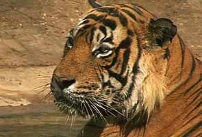 Supreme Court orders ban on tourism in core areas of tiger reserves