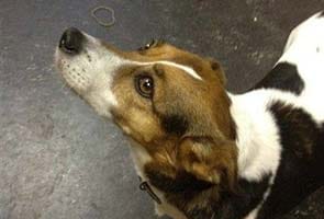 Twitter helps find dog that took train to Dublin
