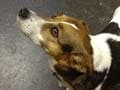 Twitter helps find dog that took train to Dublin
