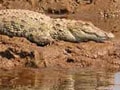 Bihar crocodile kills one woman, injures another in field
