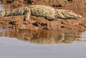 Bihar crocodile kills one woman, injures another in field