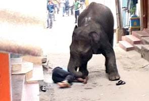 Class X student trampled to death by an elephant