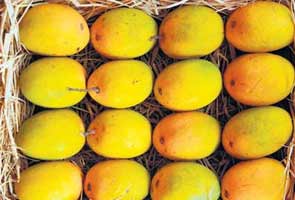 Foreign envoys taste mangoes in Lucknow