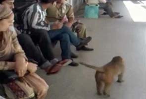Monkey menace continues at the Jammu Medical College Hospital 