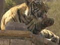 Blog: Crouching NDTV, hidden tiger