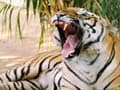 Blog: Save our Tigers Campaign