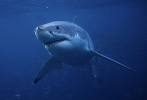 Two Australians plucked from ocean as sharks circle