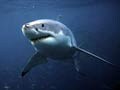 Two Australians plucked from ocean as sharks circle