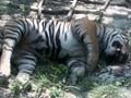 Four tiger deaths in three months in Uttar Pradesh