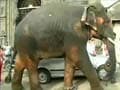 Beatles legend's pressure ends elephant's torture