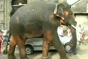 Beatles legend's pressure ends elephant's torture