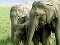 Elephants 'sing' like humans: Scientists
