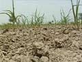 Drought shadow over 14 districts in Gujarat as Govt declares them 'scarcity hit'